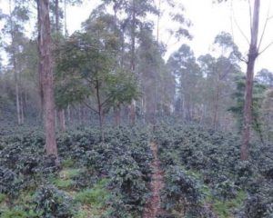 Kebun Kopi Malabar Mountain Coffee
